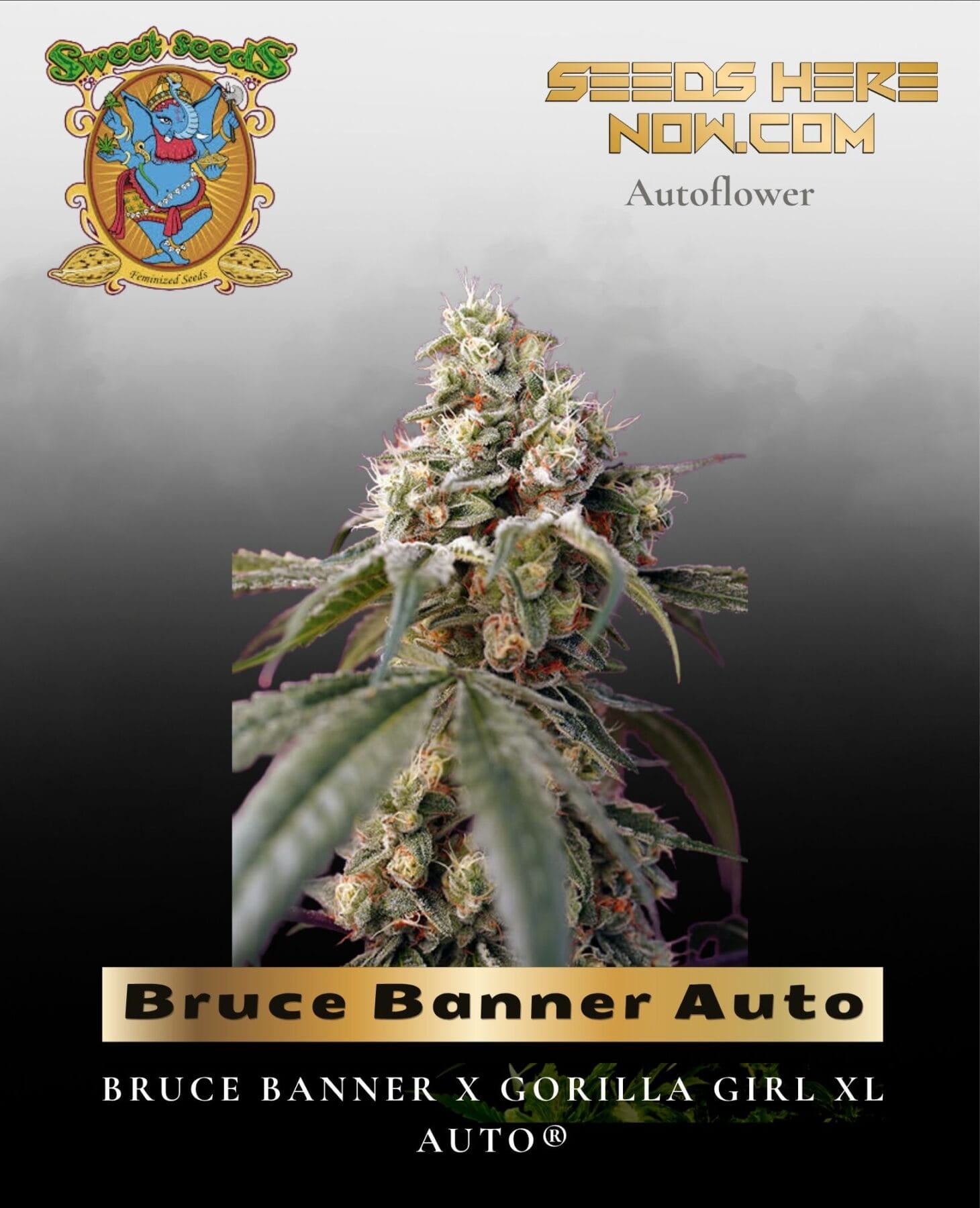 Bruce Banner Auto (Feminized) - Sweet Seeds