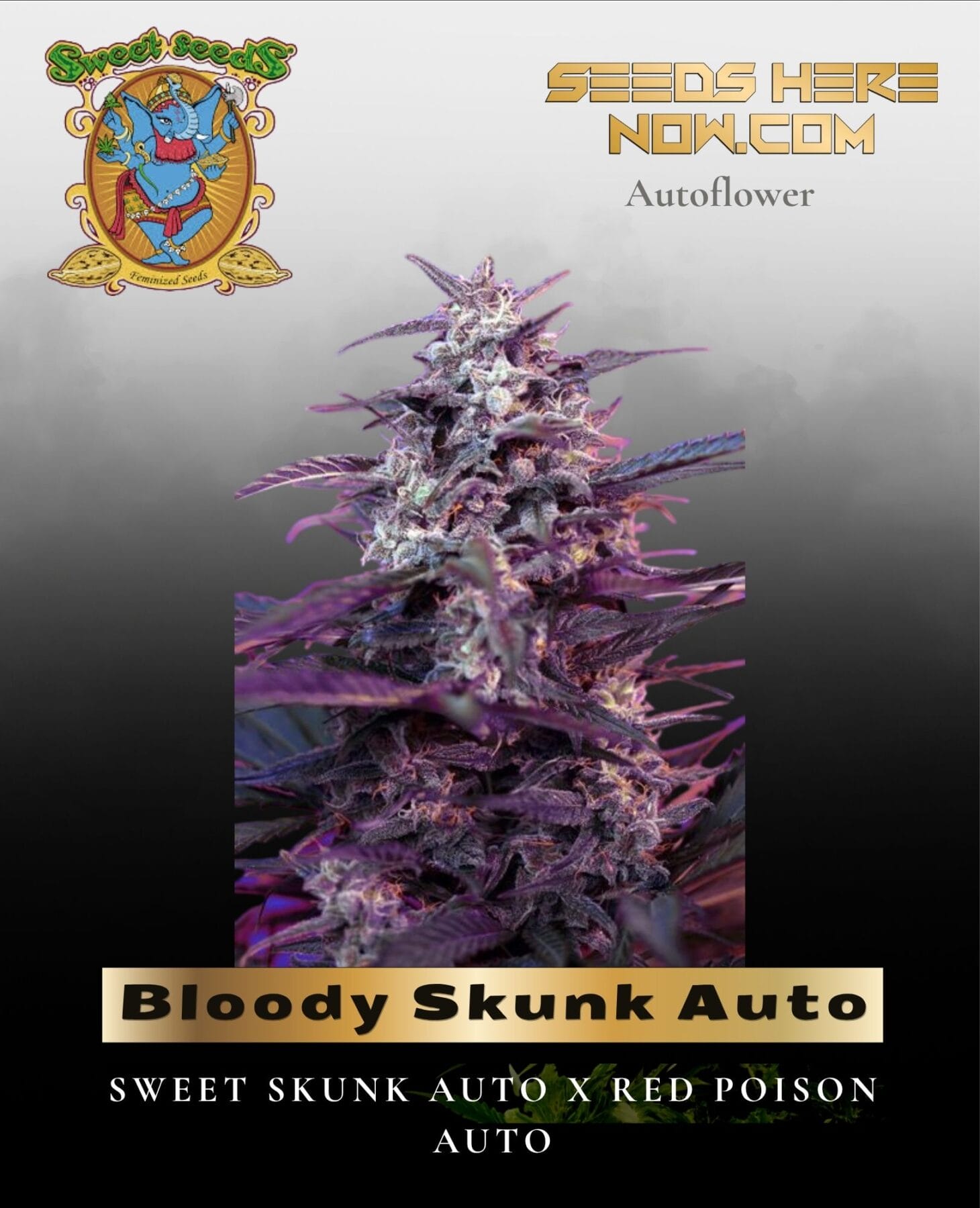Bloody Skunk Auto (Feminized) - Sweet Seeds