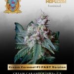 Cream Caramel F1 FAST Version (Feminized) - Sweet Seeds