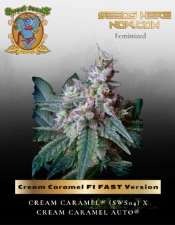 Cream Caramel F1 FAST Version (Feminized) (space) Sweet Seeds