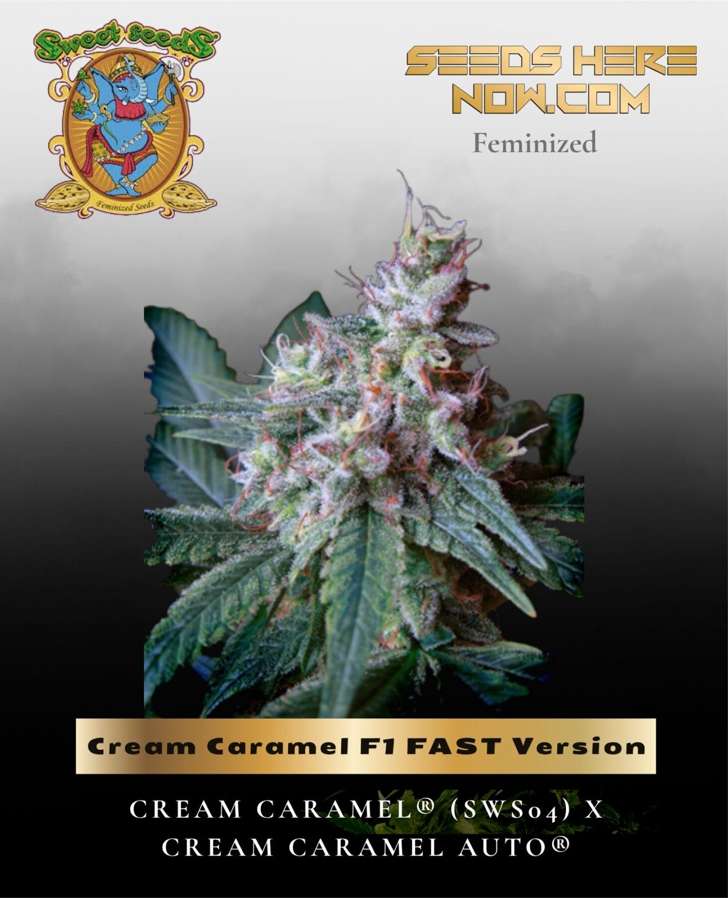 Cream Caramel F1 FAST Version (Feminized) - Sweet Seeds