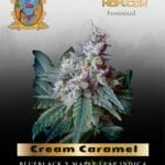 Cream Caramel (Feminized) - Sweet Seeds