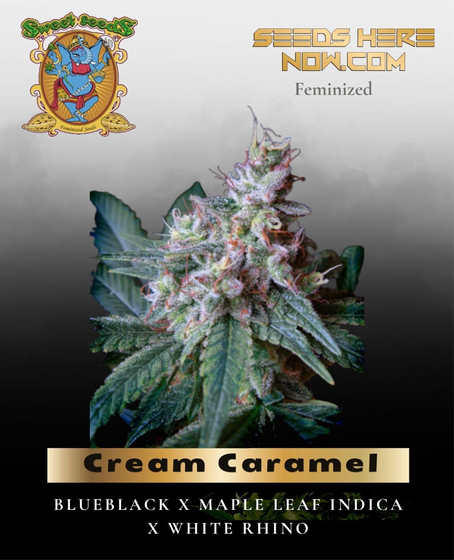 Cream Caramel (Feminized) - Sweet Seeds