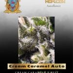 Cream Caramel Auto (Feminized) - Sweet Seeds