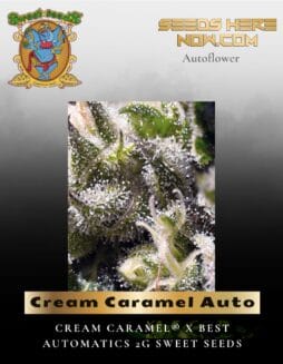 Cream Caramel Auto (Feminized) (space) Sweet Seeds