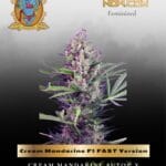 Cream Mandarine F1 FAST Version (Feminized) - Sweet Seeds