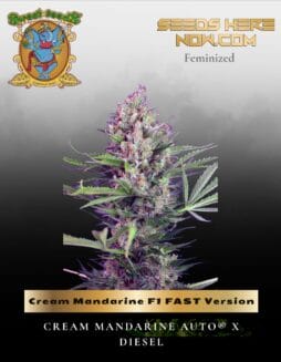 Cream Mandarine F1 FAST Version (Feminized) (space) Sweet Seeds