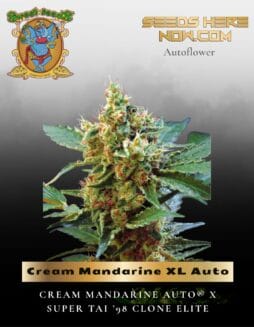 Cream Mandarine XL Auto (Feminized) (space) Sweet Seeds