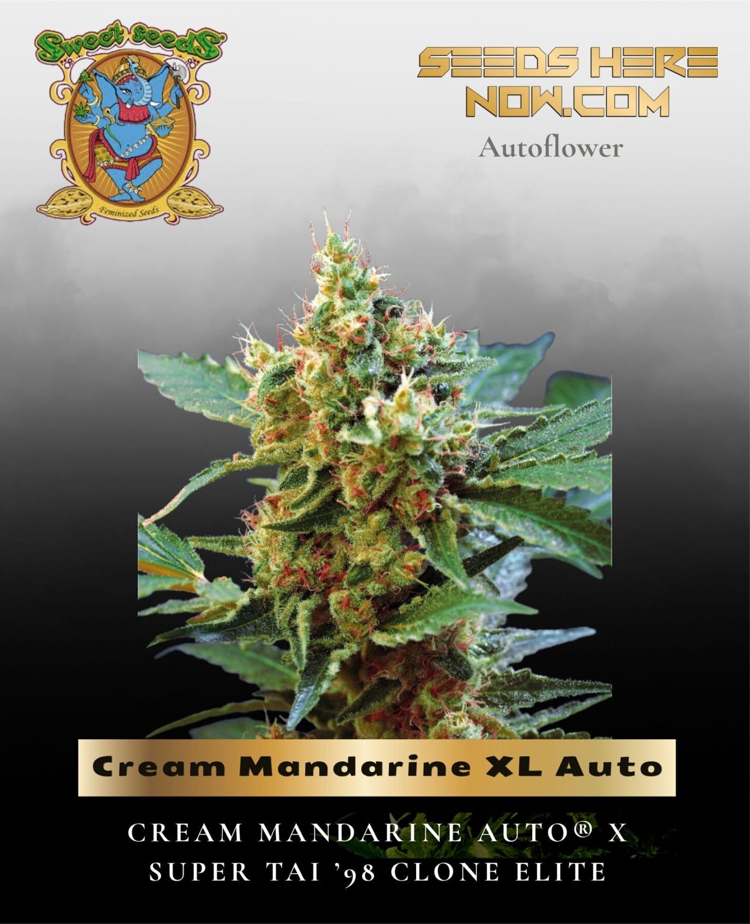 Cream Mandarine XL Auto (Feminized) - Sweet Seeds