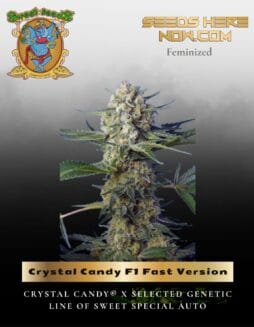 Crystal Candy F1 Fast Version (Feminized) (space) Sweet Seeds
