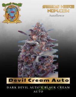 Devil Cream Auto (Feminized) (space) Sweet Seeds