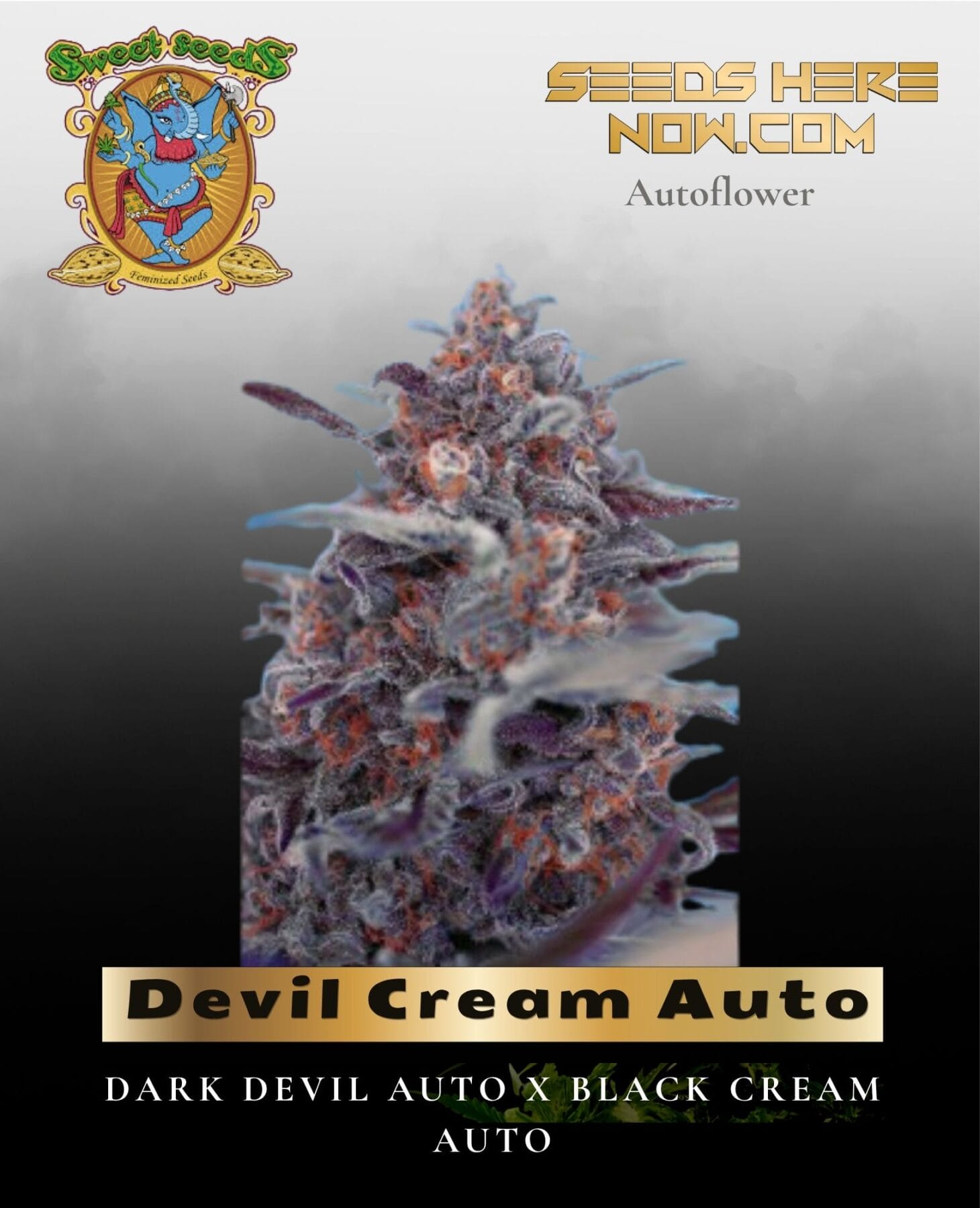 Devil Cream Auto (Feminized) - Sweet Seeds