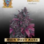 Dark Devil Auto (Feminized) - Sweet Seeds