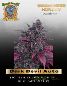 Dark Devil Auto (Feminized) (space) Sweet Seeds