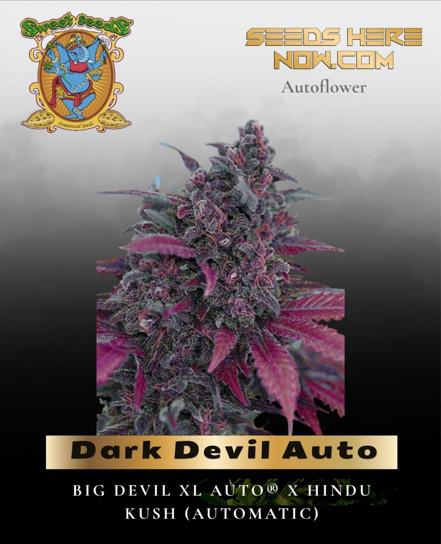 Dark Devil Auto (Feminized) - Sweet Seeds