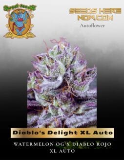 Diablo's Delight XL Auto (Feminized) (space) Sweet Seeds