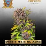 Diablo Rojo XL Auto (Feminized) - Sweet Seeds