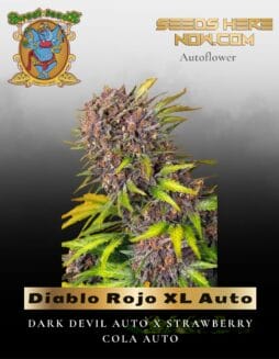 Diablo Rojo XL Auto (Feminized) (space) Sweet Seeds