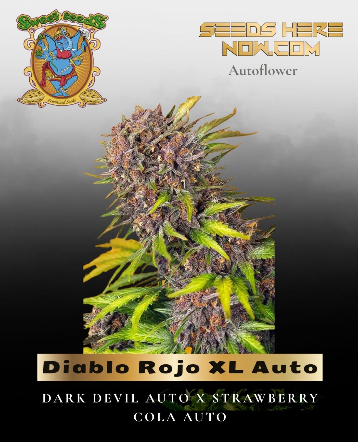 Diablo Rojo XL Auto (Feminized) - Sweet Seeds