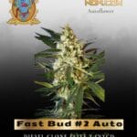 Fast Bud #2 Auto (Feminized) - Sweet Seeds