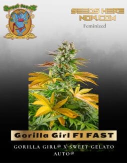 Gorilla Girl F1 FAST (Feminized) (space) Sweet Seeds