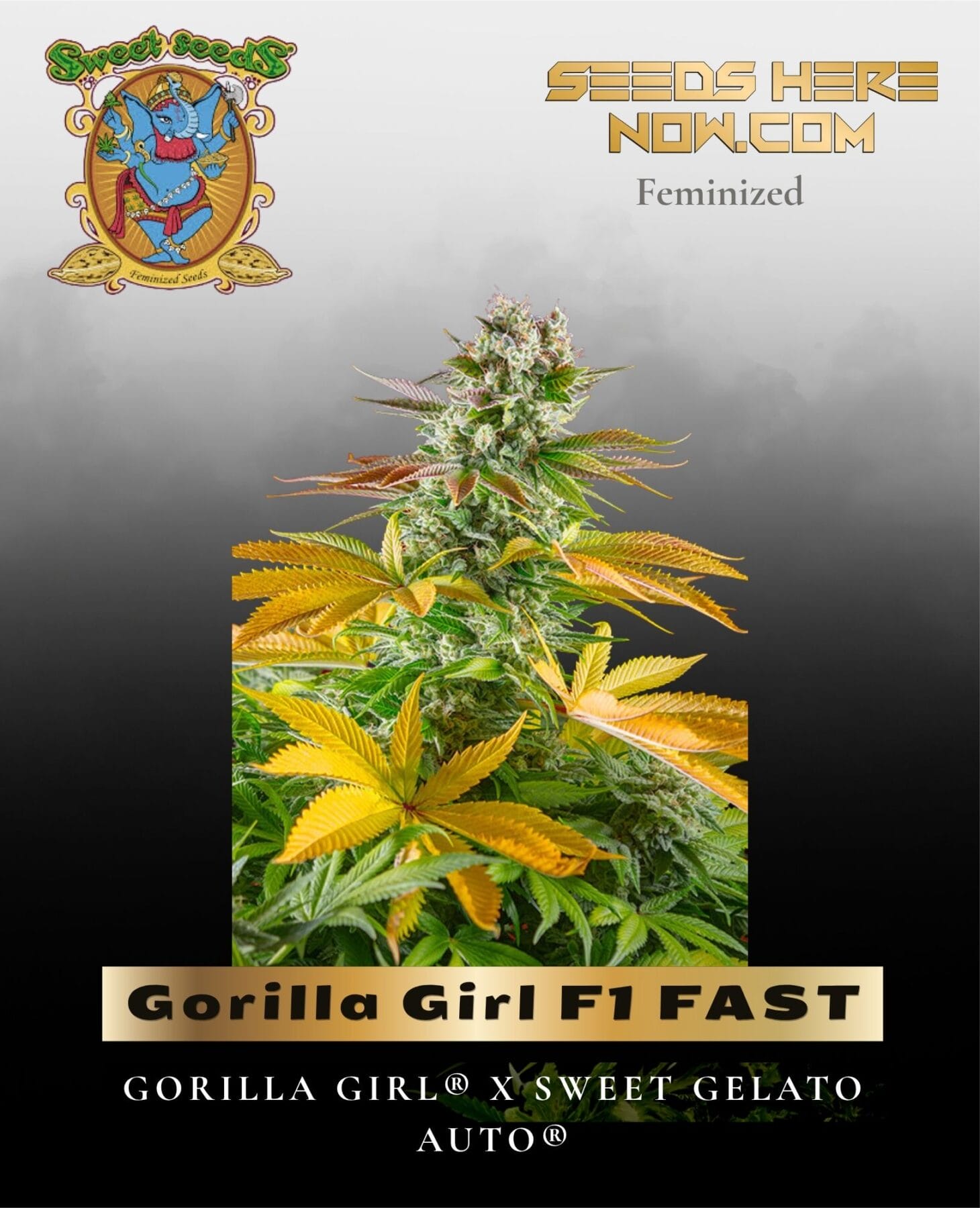 Gorilla Girl F1 FAST (Feminized) - Sweet Seeds