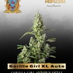 Gorilla Girl XL Auto (Feminized) - Sweet Seeds