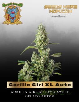 Gorilla Girl XL Auto (Feminized) (space) Sweet Seeds