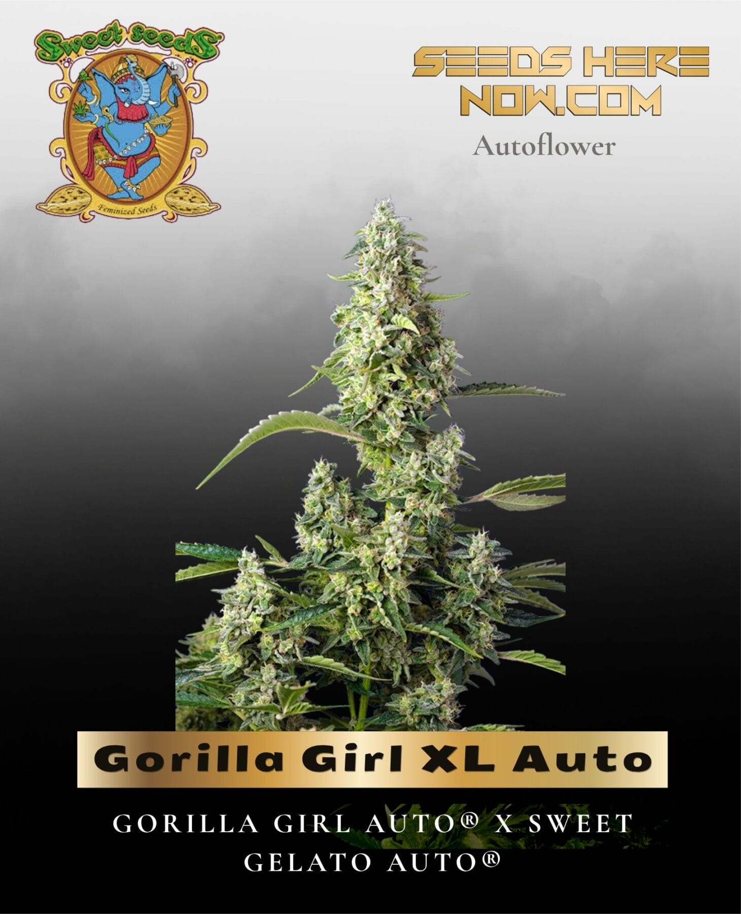 Gorilla Girl XL Auto (Feminized) - Sweet Seeds