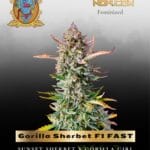 Gorilla Sherbet F1 FAST (Feminized) - Sweet Seeds