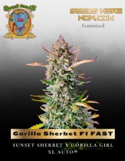 Gorilla Sherbet F1 FAST (Feminized) (space) Sweet Seeds