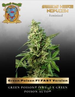 Green Poison F1 FAST Version (Feminized) (space) Sweet Seeds