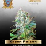Green Poison (Feminized) - Sweet Seeds