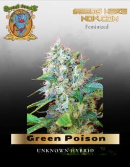 Green Poison (Feminized) (space) Sweet Seeds
