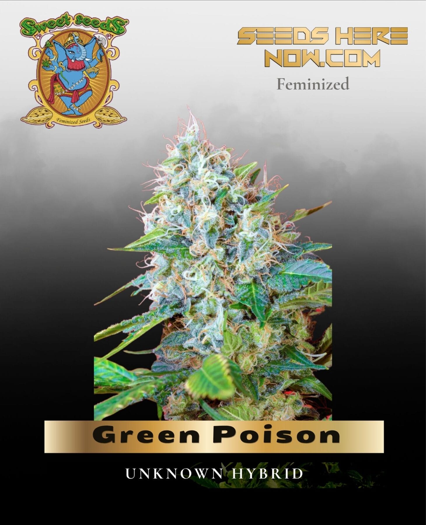 Green Poison (Feminized) - Sweet Seeds