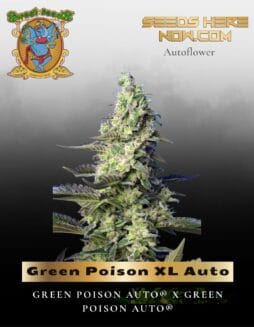 Green Poison XL Auto (Feminized) (space) Sweet Seeds