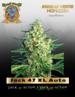 Jack 47 XL Auto (Feminized) (space) Sweet Seeds