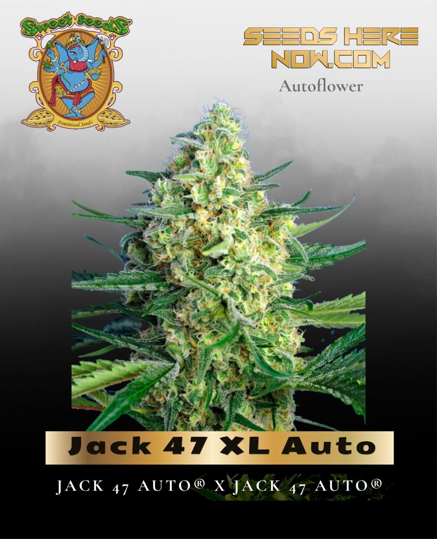 Jack 47 XL Auto (Feminized) - Sweet Seeds