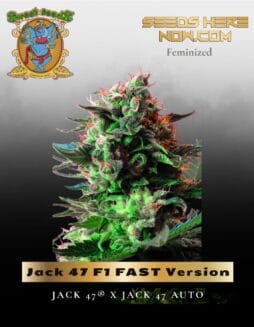 Jack 47 F1 FAST Version (Feminized) (space) Sweet Seeds