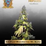 Jet Fuel Mandarine XL Auto (Feminized) - Sweet Seeds