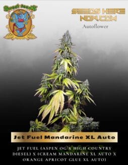 Jet Fuel Mandarine XL Auto (Feminized) (space) Sweet Seeds