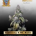 Jealousy Z XL Auto (Feminized) - Sweet Seeds