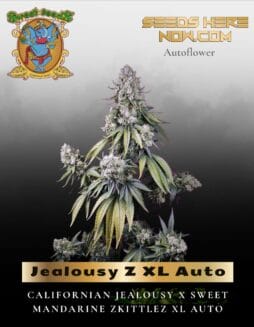 Jealousy Z XL Auto (Feminized) (space) Sweet Seeds
