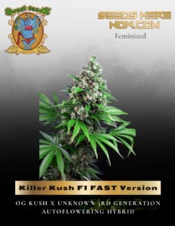 Killer Kush F1 FAST Version (Feminized) (space) Sweet Seeds