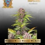 Mimosa Bruce Banner XL Auto (Feminized) - Sweet Seeds