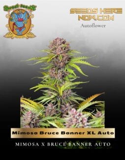 Mimosa Bruce Banner XL Auto (Feminized) (space) Sweet Seeds