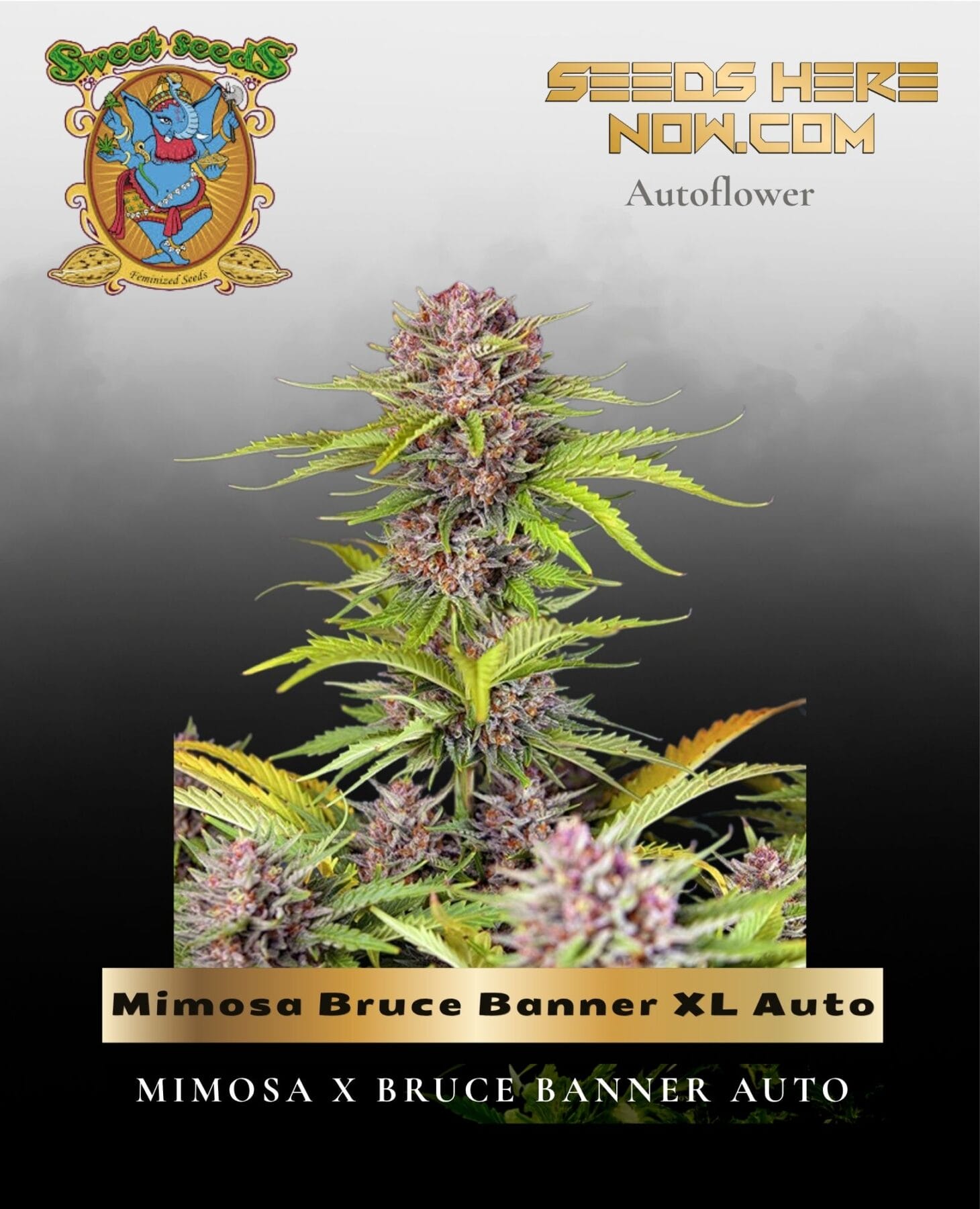 Mimosa Bruce Banner XL Auto (Feminized) - Sweet Seeds