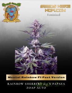 Mental Rainbow F1 Fast Version (Feminized) (space) Sweet Seeds