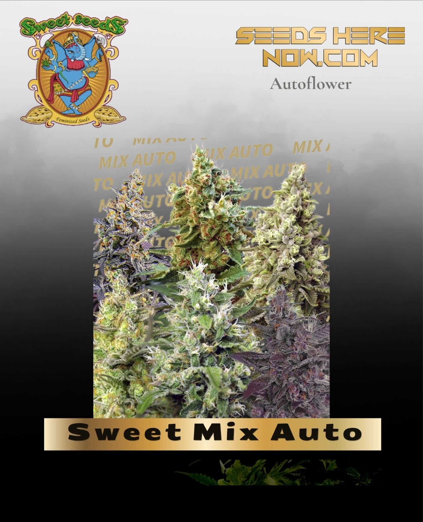 Sweet Mix Auto (Feminized) - Sweet Seeds