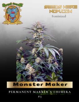 Monster Maker (Feminized) (space) Sweet Seeds
